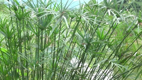 Nill grass, papyrus sedge, paper reed Stock Footage 333788873