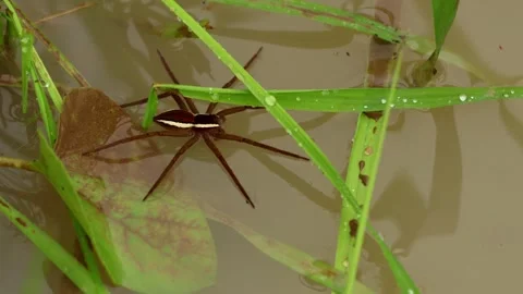 Nilus albocinctus common white-flanked water spider standing on water Vídeos de archivo 345111367