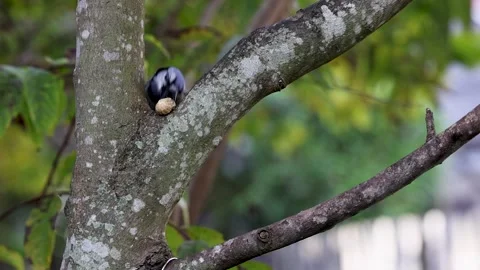 A nimble blue jay skillfully grabs a peanut between two branches Stock Footage 264180675