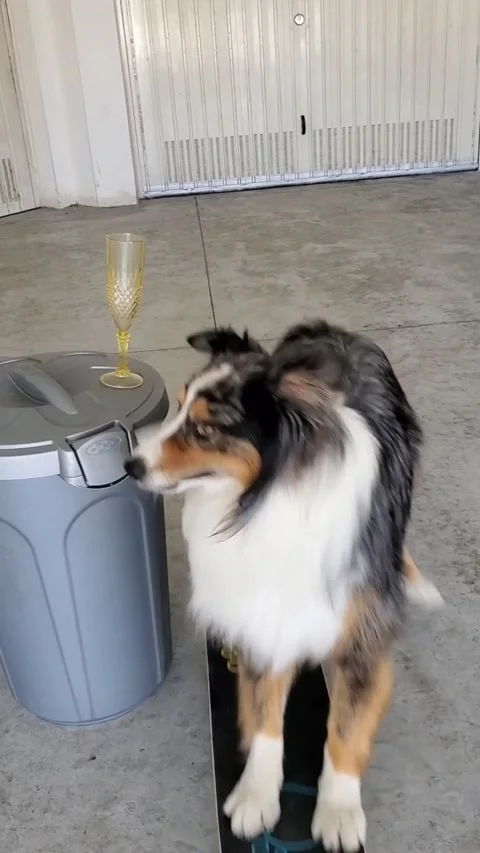Nimble Dog Pulls Bill from under Glass while Riding a Skateboard, Vasto, Italy - Vídeo Stock 205158713