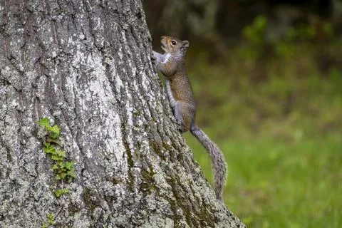 A nimble gray squirrel pauses while climbing a large tree. Stock Photos