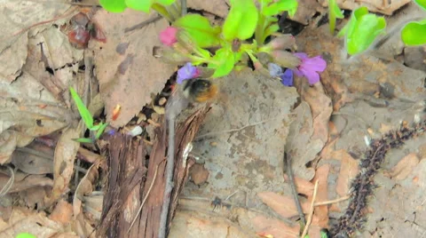 Nimble insect pollinating wild flowers Video stock 57317423