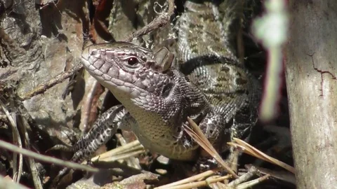Nimble lizard Lacerta agilis close up Video stock 119103080