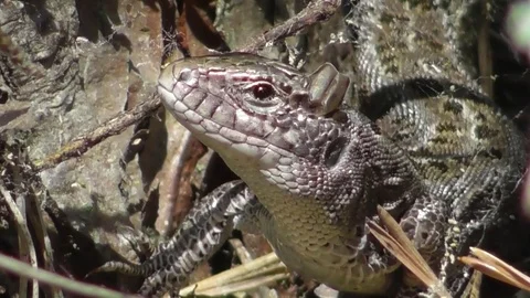 Nimble lizard Lacerta agilis Video stock 119103079
