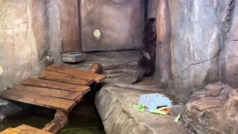 The nimble otter Stock Footage 346784505