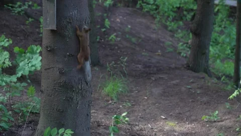 Nimble red squirrel climbing spruce trunk 스톡 동영상 311893057