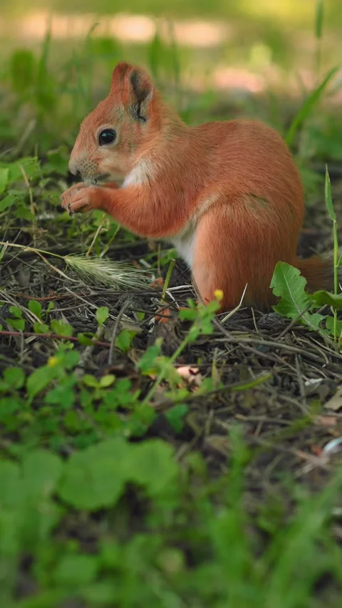 A nimble squirrel explores the ground, searching for food among vibrant green 動画素材 312224994
