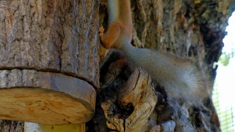 Nimble squirrel Stock Footage 116483937