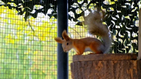 Nimble squirrel Stock Footage 116485641
