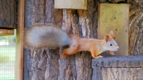 Nimble squirrel Stock Footage 116485677