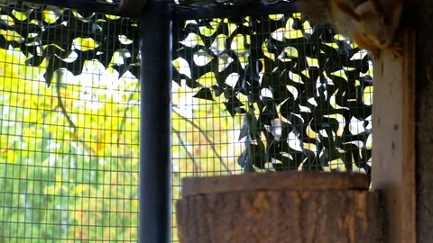 Nimble squirrel Stock Footage 116485781