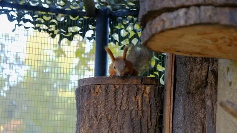 Nimble squirrel Stock Footage 116485819