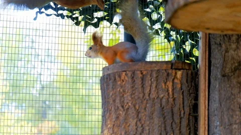 Nimble squirrel Stock Footage 116486247
