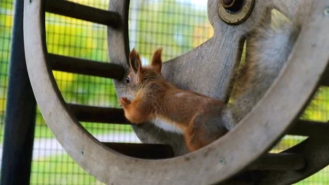 Nimble squirrel runs in the wheel. A squirrel in a wheel Stock Footage 116484073