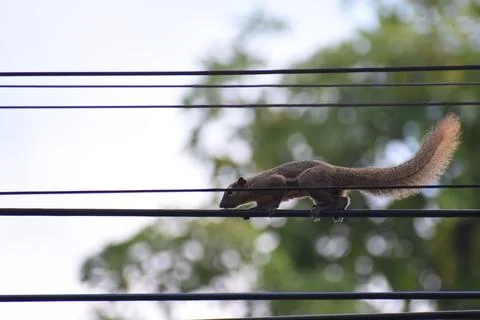 A nimble squirrel walking on power lines against the sky Stock Photos