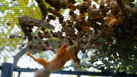 Nimble squirrels running around the cage Stock Footage 116484004