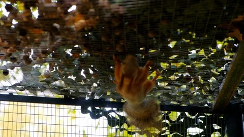 Nimble squirrels running around the cage Stock Footage 116484432