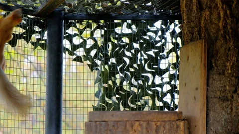 Nimble squirrels running around the cage Stock Footage 116484644