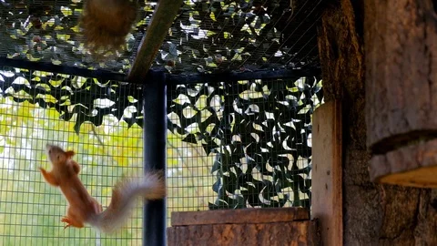 Nimble squirrels running around the cage Stock Footage 116484842