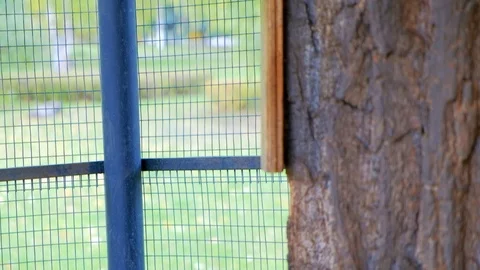Nimble squirrels running around the tree trunk Stock Footage 116483931