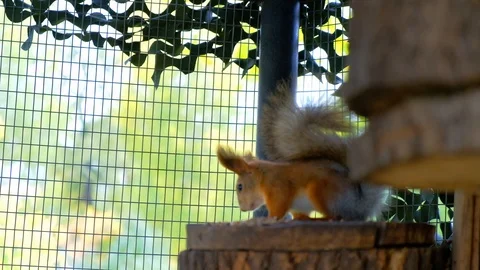 Nimble squirrels running around the tree trunk Stock Footage 116485050