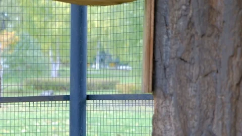 Nimble squirrels running around the tree trunk Stock Footage 116486362