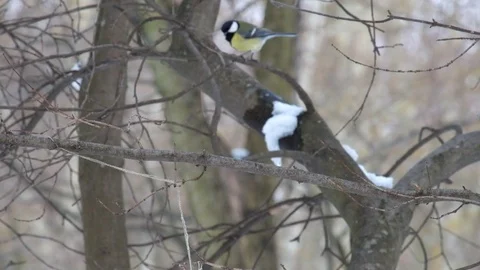 Nimble tits jumping in the winter on bare branches of a tree (Parus major) Stock Footage 86209261