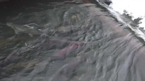 Nimbus Dam, fish ladder Stock Footage 44090326