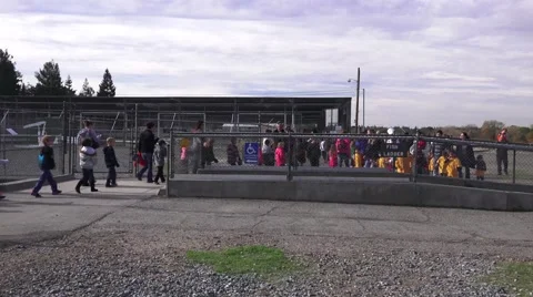 Nimbus Dam hatchery students visit Stock Footage 44092094