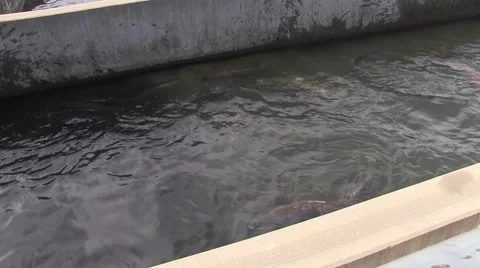 Nimbus Hatchery fish on the move Stock Footage 44169212