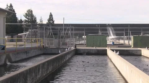 Nimbus Hatchery Stock Footage 44169207