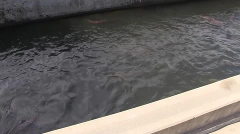 Nimbus Hatchery salmon on the move Stock Footage 44170400