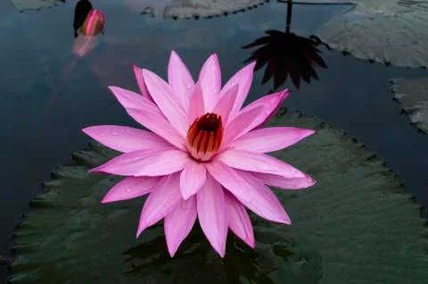 Nimphaea with rain drops. Stock Photos