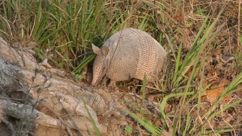Nine-banded Armadillo Foraging Digging by Tree Stump Base in Forest Vidéo 132080548