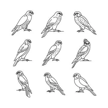 Nine different bird drawings in various poses Stock Illustration