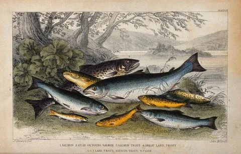 Nine different species of fish, including trout, salmon and parr, are lying.. Stock Illustration