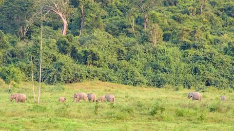 Nine elephant in the forest Stock Photos
