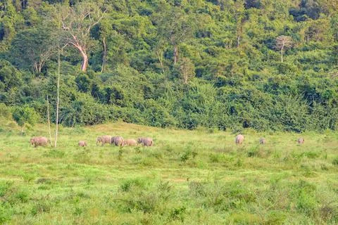 Nine elephant in the forest Stock Photos