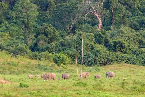 Nine elephant in the forest Stock Photos