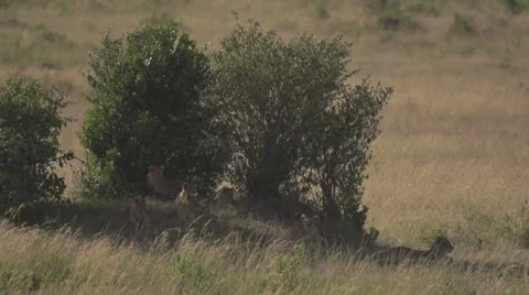 Nine lion on a bush Stock Footage 33545393