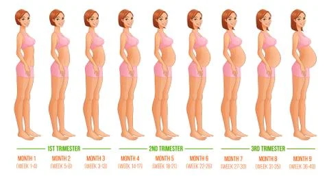 Nine months of pregnancy progression. Vector illustration. Stock Illustration