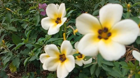 Nine o'clock flower white has five petals Stock Footage 318815426