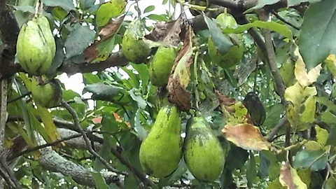 Nine old avocado fruit hanging on the avocado tree Video stock 123562046