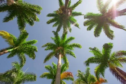 Nine Palm Tree 스톡 사진