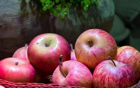 Nine red apples Stock Photos