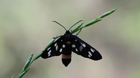 Nine-spotted moth, Amata phegea Video stock 43375949