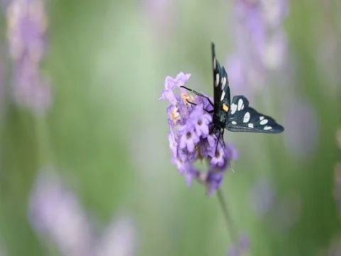 Nine-spotted moth (Amata phegea) sitting on lavender bloom macro 4K in 50FPS Stockbeeldmateriaal 77606284