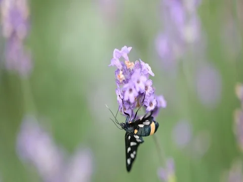 Nine-spotted moth (Amata phegea) sitting on lavender bloom macro 4K in 50FPS Stockbeeldmateriaal 77606293