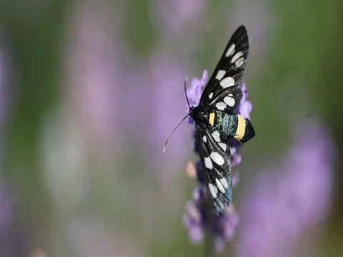 Nine-spotted moth (Amata phegea) sitting on lavender bloom macro 4K in 50FPS Stockbeeldmateriaal 77608491