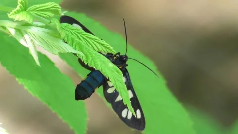 Nine-Spotted Moth (Amata Phegea) Video stock 169756803